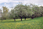 Streuobstwiese im Frühjahr